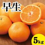 みかん 甘いだけじゃない 甘みと酸味の早生みかん