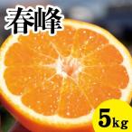 みかん 甘味が強くむきやすい 希少な品種