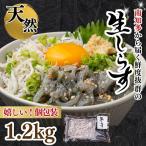 生しらす お刺身 1.2kg