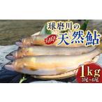 球磨川の天然鮎 1kg