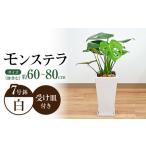 観葉植物 モンステラ スクエア 白