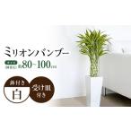 観葉植物 萬年竹 ミリオンバンブー ロングスクエア陶器鉢