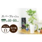 fu.... налог декоративное растение everfresh nemnoki квадратное керамика горшок прямоугольник / декоративное растение интерьер модный подарок / большой . город / кото цветок .[ACYK0.. Nagasaki префектура большой . город 