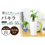 観葉植物パキラ 角型 観葉植物