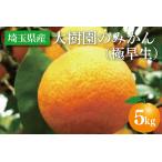 大樹園のみかん 極早生 5kg【 柑橘 果物