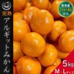 ふるさと納税 完熟 アルギット みかん 5kg M 〜 L サイズ | 年内発送 可 先行予約 みかん 有田みかん 甘い おいしい ジューシー 皮 薄い 完.. 和歌山県有田川町