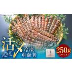 fu.... налог небо . производство .. рефрижератор море .250g( очень большой )6~7 хвост машина .. японская тигровая креветка .. море . креветка рефрижератор местного производства Kumamoto префектура сверху небо . город [2025 год 11 месяц последняя декада отправка ... Kumamoto префектура сверху небо . город 