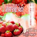 いちご 雪国完熟越後姫 約170g×6P