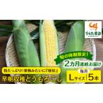 果物みたいに 極甘 早朝収穫 とうもろこし