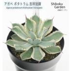 アガベ ポタトラム 吉祥冠錦 5号黒鉢 B191