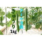 fu.... налог [ прохладный рефрижератор ] свежий огурец 1kg[ специальный культивирование сельское хозяйство производство предмет ] огурец Saitama префектура .. город 