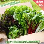セット 詰合せ 定期便 全12回 サラダ野菜セット~3~5品種を…
