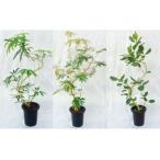 fu.... налог Pro . выбрать декоративное растение ~ изгиб серии 8 номер горшок [11246-0028] Saitama префектура Сираока город 