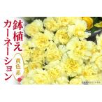カーネーション 赤系 鉢植え 母の日 A07-006