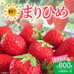 朝摘み 完熟 まりひめ いちご 約300g×2パック