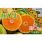 温州ミカン 柑橘 果物 くだものフルーツ 蜜柑