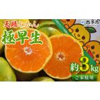 温州ミカン 柑橘 果物 くだものフルーツ 蜜柑