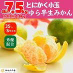 ゆら早生 みかん 小玉ちゃん 箱込7.5kg