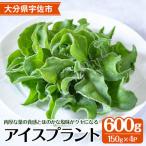 アイスプラント 計約600g 150g×4パック