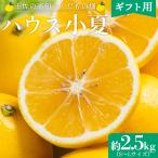 小夏 日向夏 2.5kg