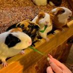 伊豆シャボテン動物公園ペア入園引換券