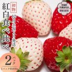 朝摘み 初物 紅白いちご 約260g×2パック
