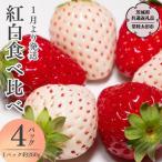 朝摘み 紅白いちご 約260g×4パック
