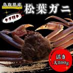 タグ付き生松葉ガニ 大800g