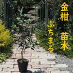 きんかん 植物 苗木 品種 ぷちまる 2年生苗