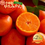 ご 小原紅早生みかん 大玉 約2.5kg