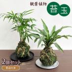 観葉植物 こけ玉 2個