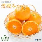 三好農園直送 愛媛みかん 5kg