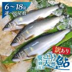 飛騨庄川の天然鮎 18尾