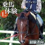 ビジター 蹄鉄 つき 乗馬 体験 運動 ふれあい
