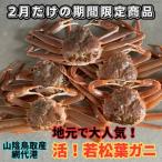 鳥取網代港 地元で大 活 若松葉ガニ 中5枚
