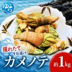 海のカメノテ1kg 獲りたてをお届けします