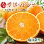 愛南マドンナ 5kg
