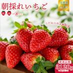 いちご 厳選いちご3種 4パック× 3回発送