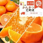 紀州和歌山産旬のフルーツセット みかん