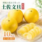 土佐文旦 10kg
