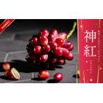 ふるさと納税 【先行予約】島根県限定！幻のぶどう“神紅(しんく)” 糖度20度以上！1房（450g以上） 島根県邑南町