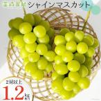 シャインマスカット 1.2kg