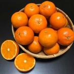 枕崎産 山下農園の濃密こだわりたんかん 4.5Kg