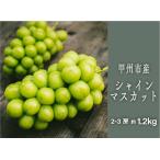 ショッピングふるさと納税 シャインマスカット ふるさと納税 甲州シャインマスカット『果汁滴るフルーツの王様』約1.2kg 2〜3房【2026年発送】（SHP）B-452 シャインマスカット フルーツ 山梨県甲州市