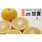 マルハラファーム 甘夏 7kg