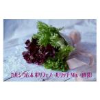 fu.... налог кальций &amp; полифенол Ricci lettuce Mix(10 пакет комплект ) [07208-0091] Fukushima префектура . много person город 