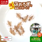 活きヨーロッパイエコオロギ Mサイズ300匹