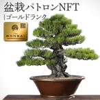 盆栽パトロンNFT ゴールドランク デジタル商品