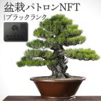 盆栽パトロンNFT ブラックランク デジタル商品