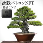 盆栽パトロンNFT 特別ランク デジタル商品